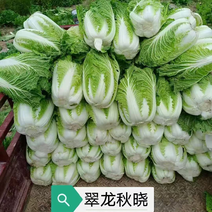 【基地专用】大白菜种子翠龙秋晓65天耐储运高品质