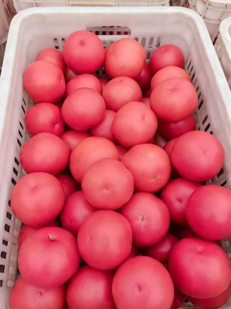 《推荐》万亩硬粉西红柿山东西红柿价格便宜一条龙服务