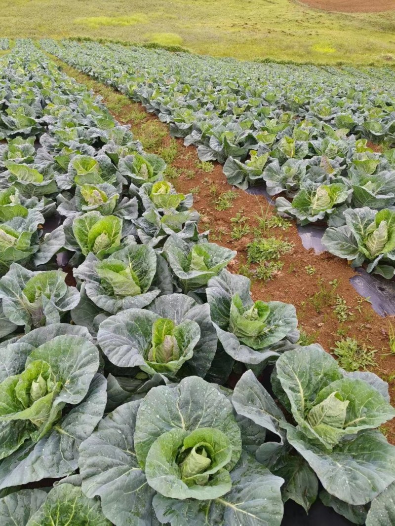 昭通高山冷凉蔬菜牛心甘蓝，对接各大商户，食堂超市欢迎采购