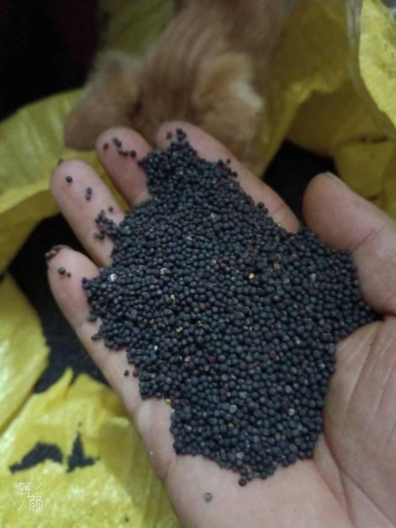 油菜籽，有4万5000斤左右。欢迎来电咨询