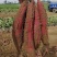 【热卖】红薯大荔板栗红薯大量上市对接电商批发商