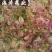 【合欢花】本地新货无硫一手货源大货供应规格齐全量大优惠。