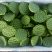 太空36号莲子全品类，价格是增加曝光率，品质才是硬道理