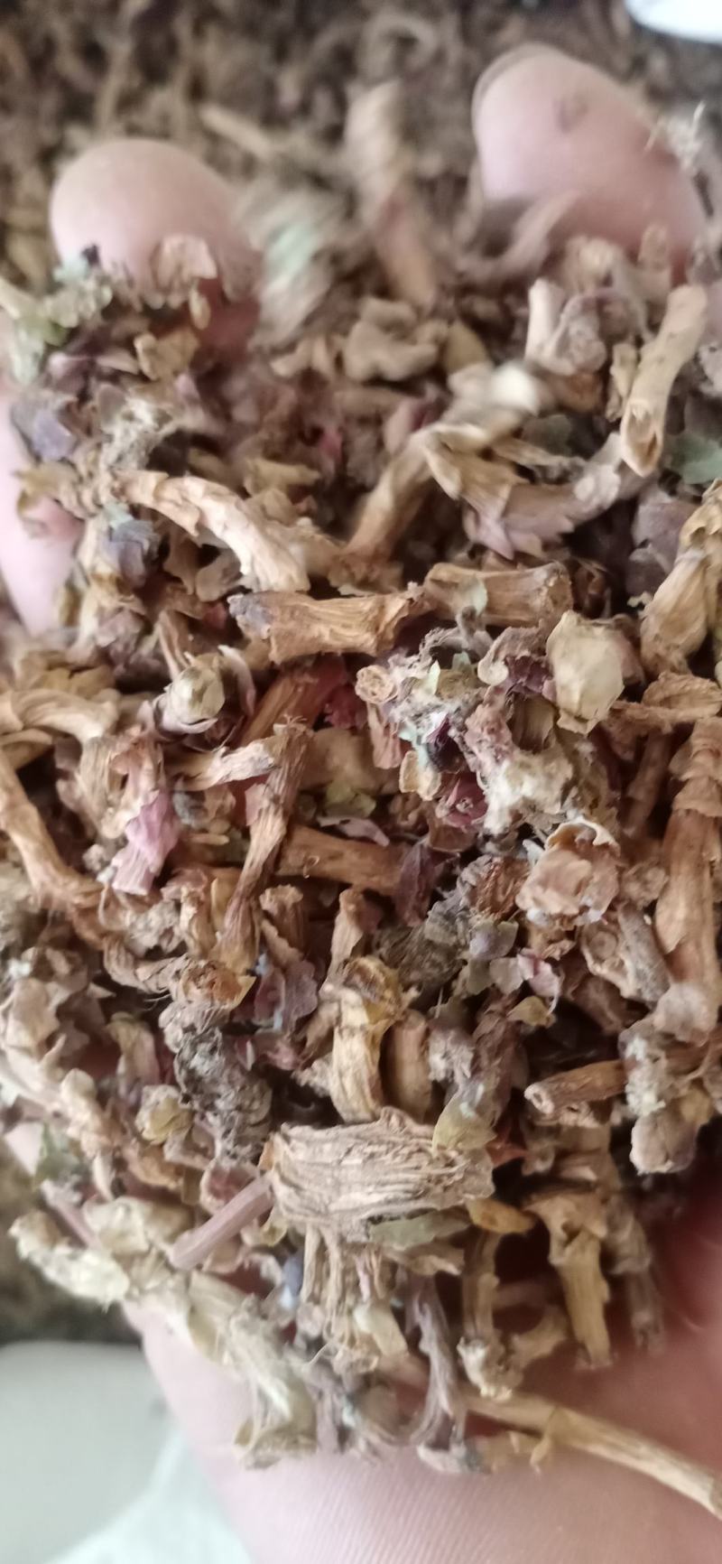 【款冬花】.中药材批发.质量保证规格齐全.
