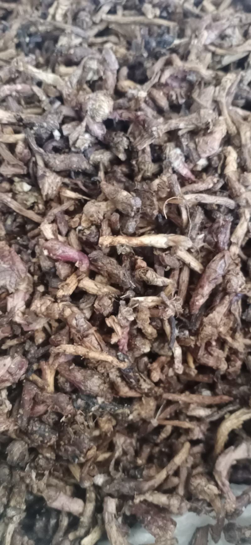 【款冬花】.中药材批发.质量保证规格齐全.