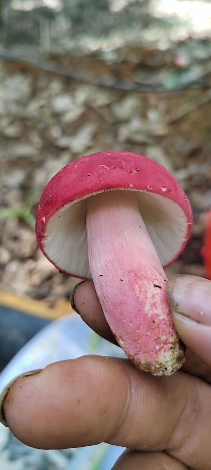 云南特产野生新鲜大红菇大红菌产地直销量大从优送达包好