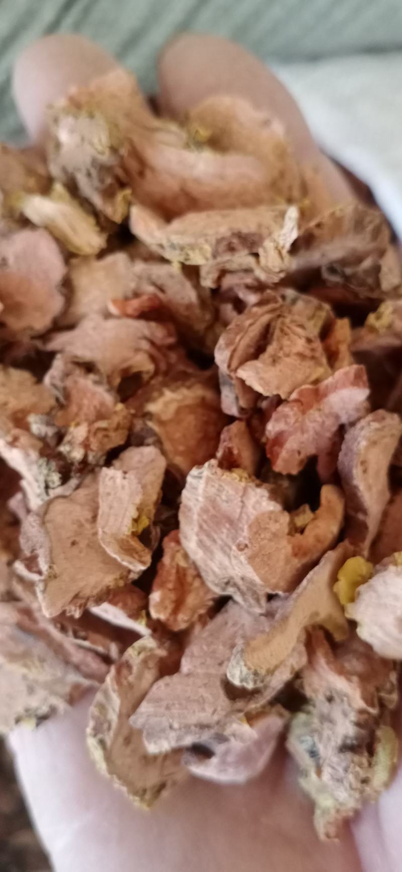 【大花红景天】产地西藏一手货源大货供应规格齐全量大优惠。