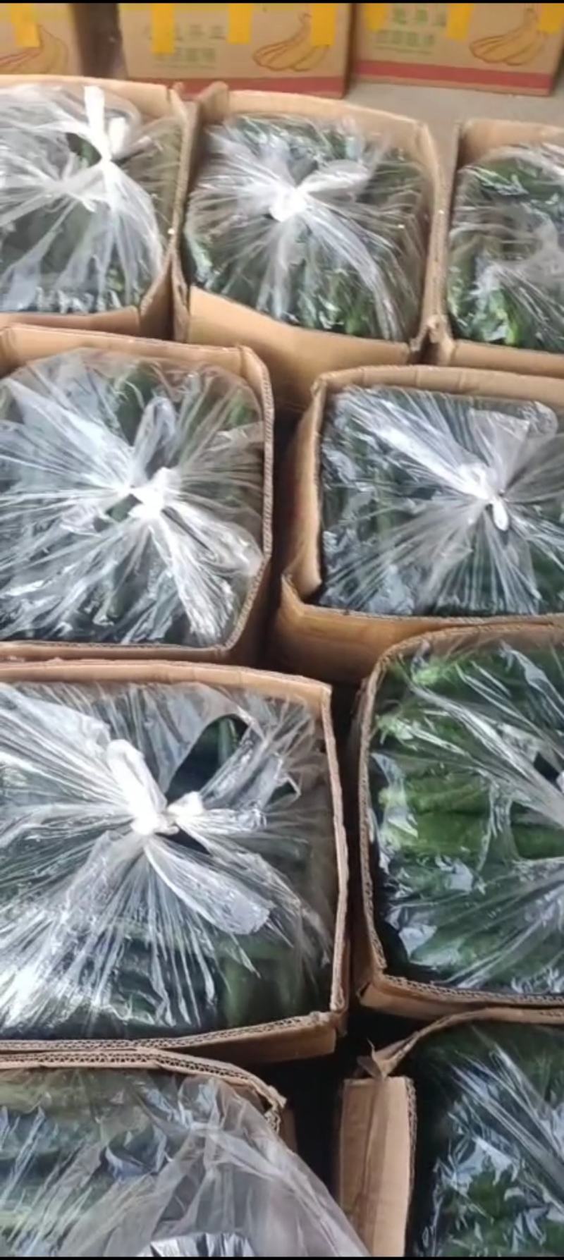 黄瓜，精品密刺黄瓜，产地直供，货源充足，质量保证