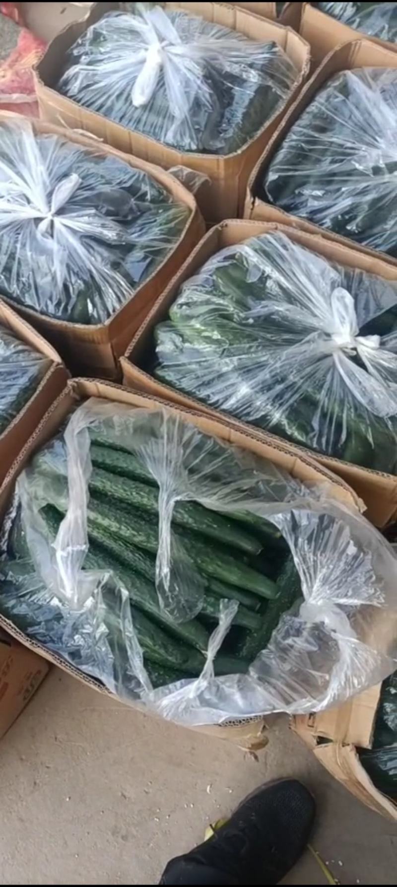 黄瓜，精品密刺黄瓜，产地直供，货源充足，质量保证