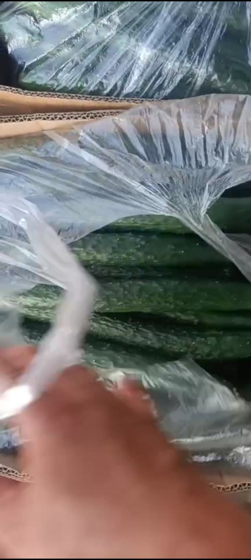 黄瓜，精品密刺黄瓜，产地直供，货源充足，质量保证