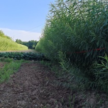 杞柳，带皮杞柳，白条