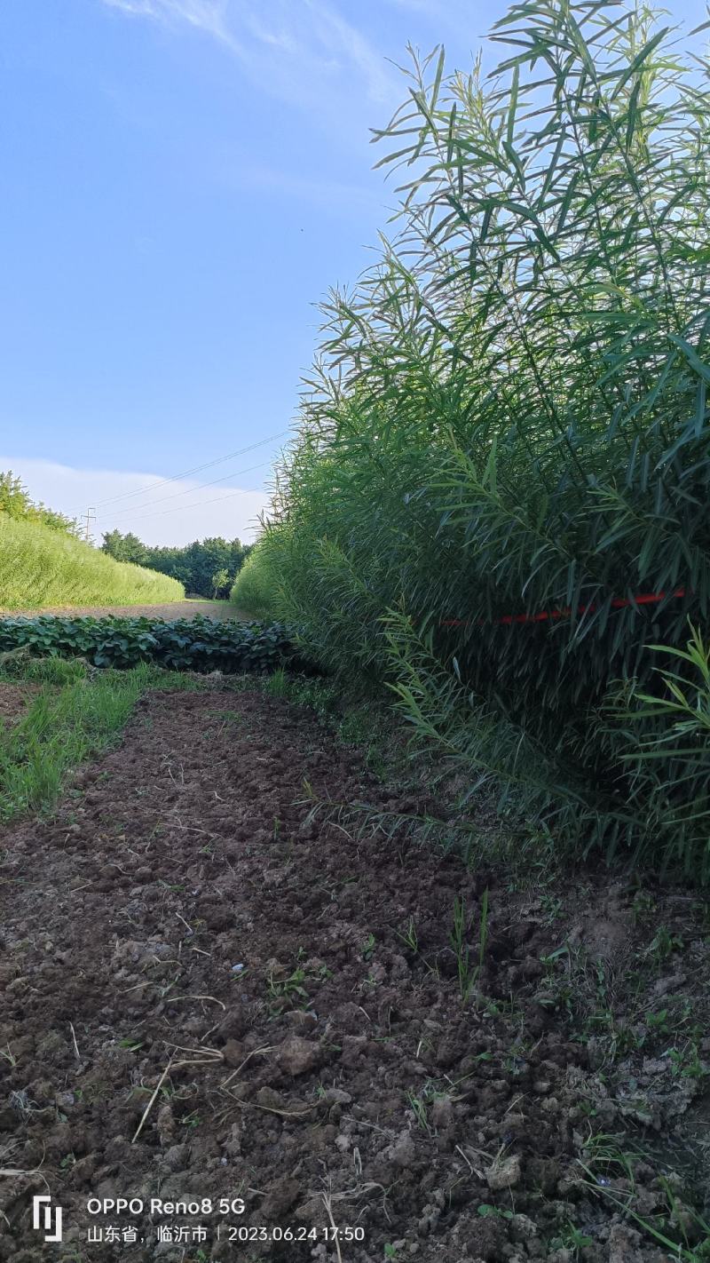 杞柳，带皮杞柳，白条