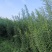 杞柳，带皮杞柳，白条
