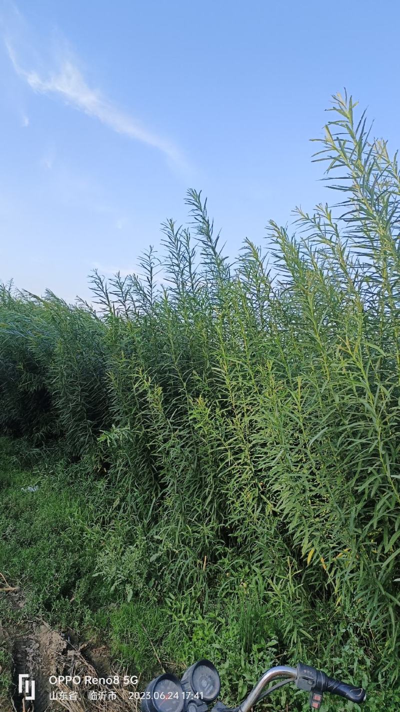 杞柳，带皮杞柳，白条