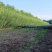 杞柳，带皮杞柳，白条