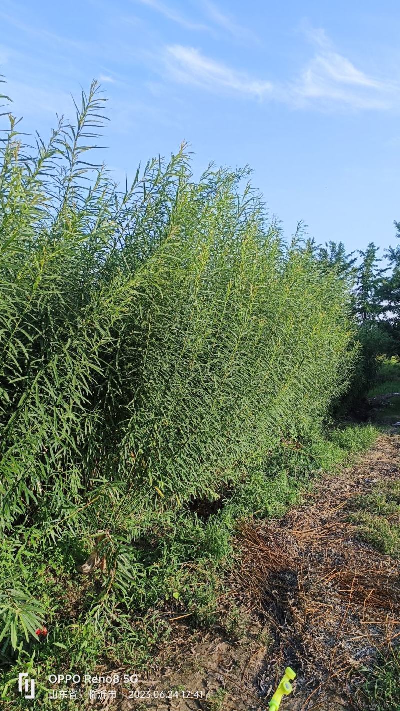 杞柳，带皮杞柳，白条