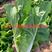 耐热速生小白菜种子品质好翠绿色纤维少抗病强