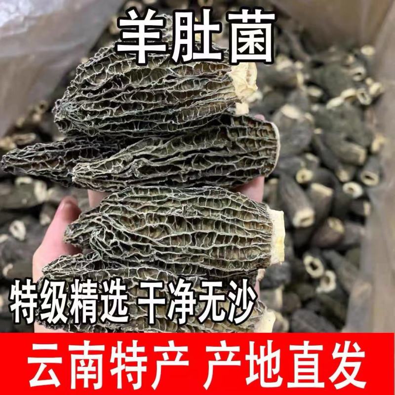 羊肚菌干货源产地4至9公分，量大从优，产地直发