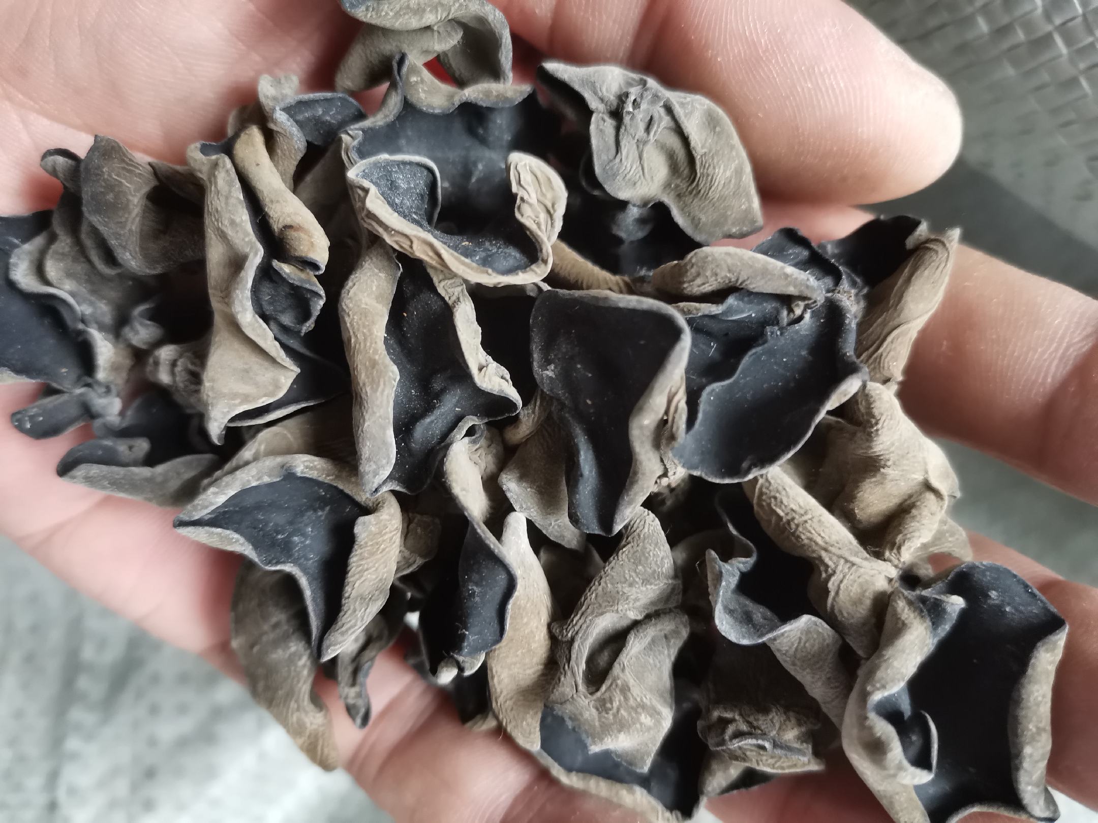 新鲜黑木耳与猪排骨食材展示 黑木耳与新鲜猪肋排并列摆放于木质砧板上,背景为厨房操作台,光线柔和自然