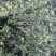 脱水荠菜