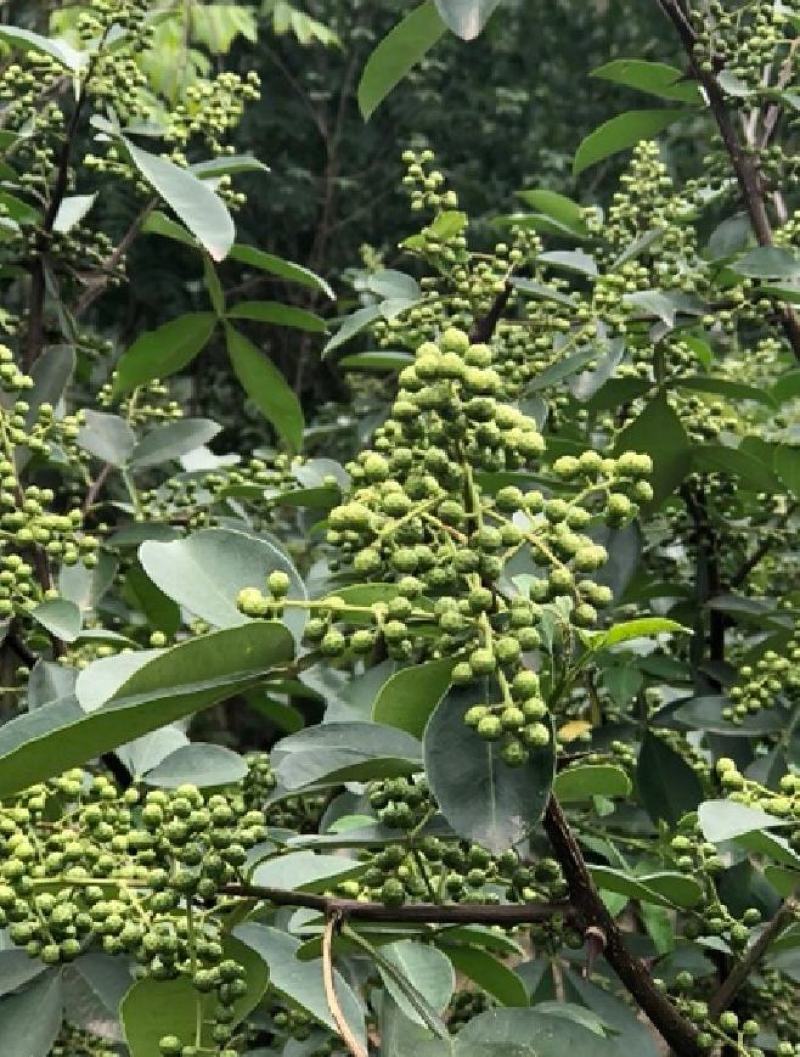 花椒，青花椒，藤椒