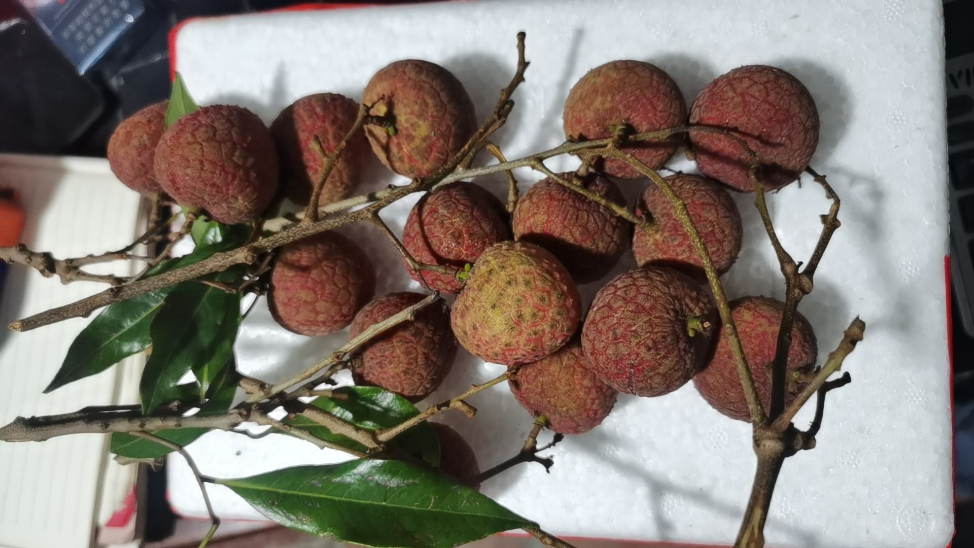 荔枝虫特写:清晰展示其形态特征 荔枝虫特写