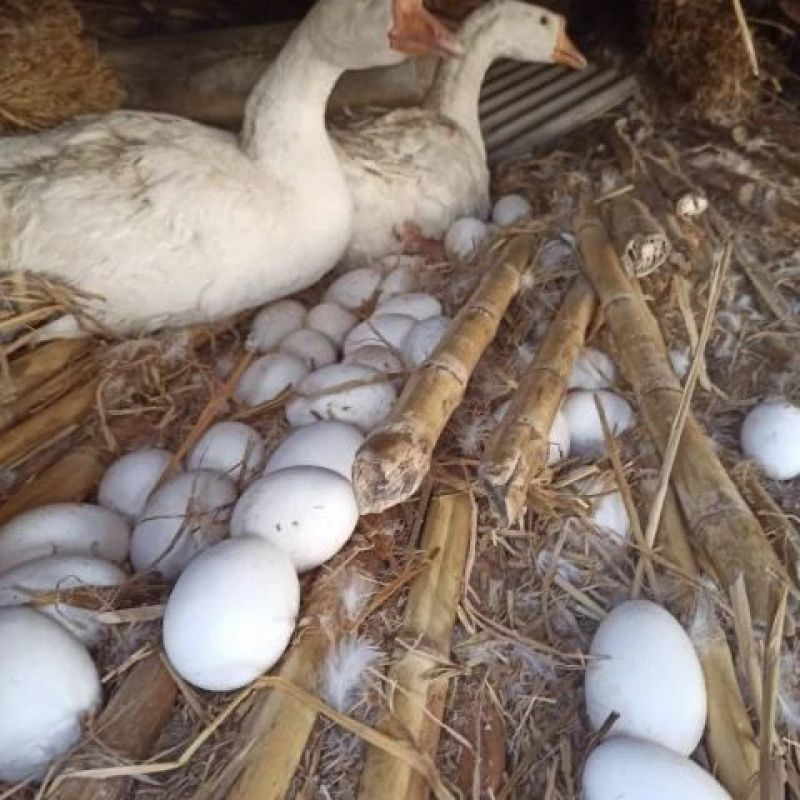 正宗小鹅苗活体家养大白鹅肉鹅苗产蛋鹅四季大白鹅灰雁鹅三花