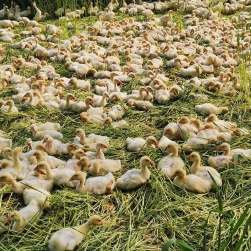 正宗小鹅苗活体家养大白鹅肉鹅苗产蛋鹅四季大白鹅灰雁鹅三花