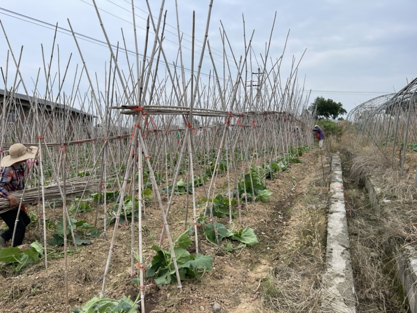 南瓜与黄瓜田间管理实景图