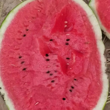 湖北麒麟西瓜产地货源充足，个头大，口感甜，产地一手货源。