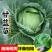 绿甘蓝菜种种苗包心菜种籽包心菜种子秋季籽种蔬菜苗孑菜籽卷