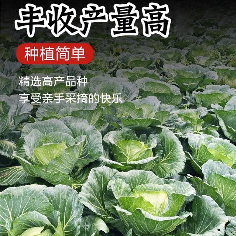 绿甘蓝菜种种苗包心菜种籽包心菜种子秋季籽种蔬菜苗孑菜籽卷