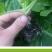 绿甘蓝菜种种苗包心菜种籽包心菜种子秋季籽种蔬菜苗孑菜籽卷