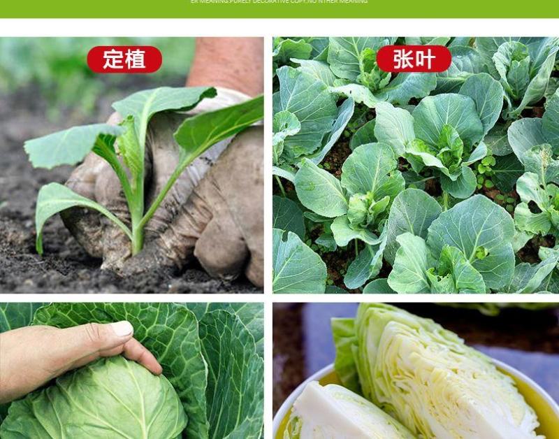 绿甘蓝菜种种苗包心菜种籽包心菜种子秋季籽种蔬菜苗孑菜籽卷