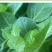 绿甘蓝菜种种苗包心菜种籽包心菜种子秋季籽种蔬菜苗孑菜籽卷