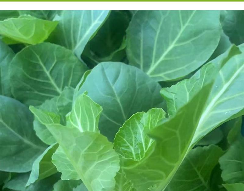绿甘蓝菜种种苗包心菜种籽包心菜种子秋季籽种蔬菜苗孑菜籽卷