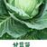 绿甘蓝菜种种苗包心菜种籽包心菜种子秋季籽种蔬菜苗孑菜籽卷