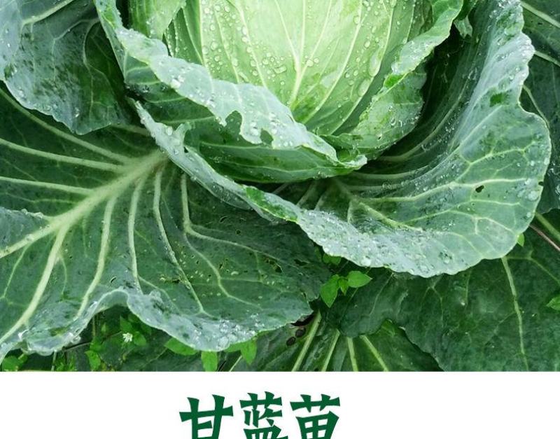 绿甘蓝菜种种苗包心菜种籽包心菜种子秋季籽种蔬菜苗孑菜籽卷