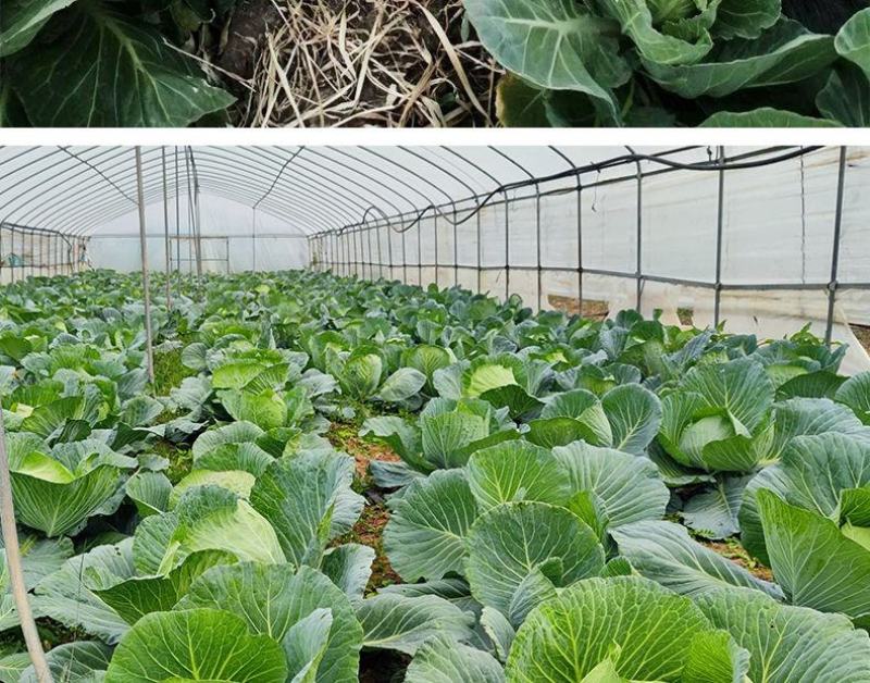 绿甘蓝菜种种苗包心菜种籽包心菜种子秋季籽种蔬菜苗孑菜籽卷