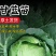 绿甘蓝菜种种苗包心菜种籽包心菜种子秋季籽种蔬菜苗孑菜籽卷