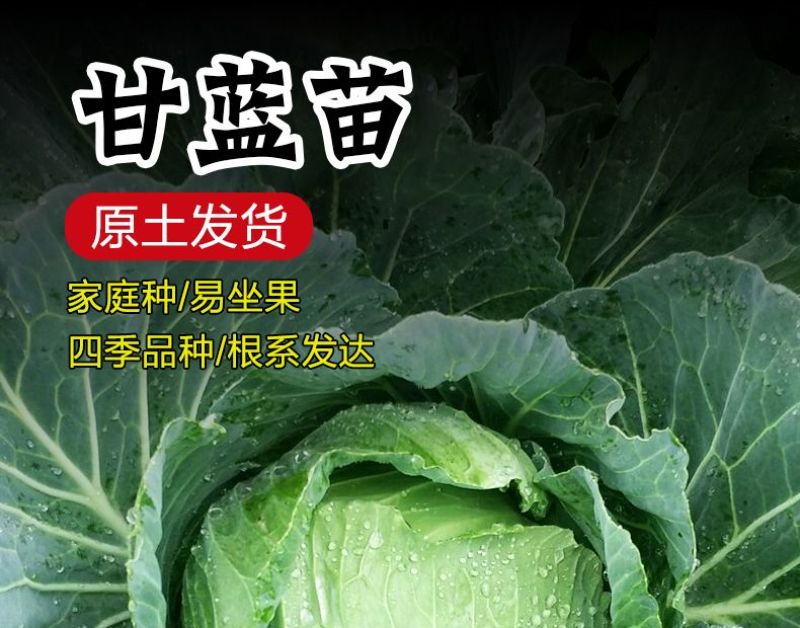 绿甘蓝菜种种苗包心菜种籽包心菜种子秋季籽种蔬菜苗孑菜籽卷