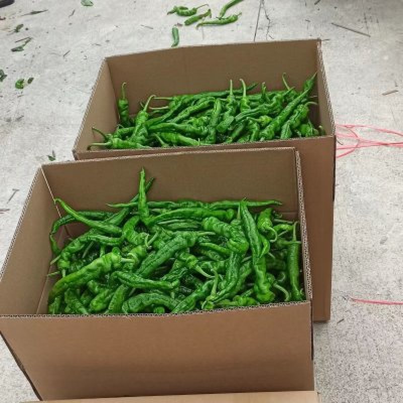 皱皮椒