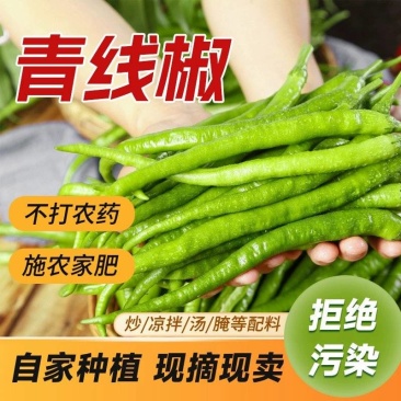 新鲜青辣椒青线椒薄皮辣椒尖椒二荆条辣椒5斤现摘蔬菜辣椒长