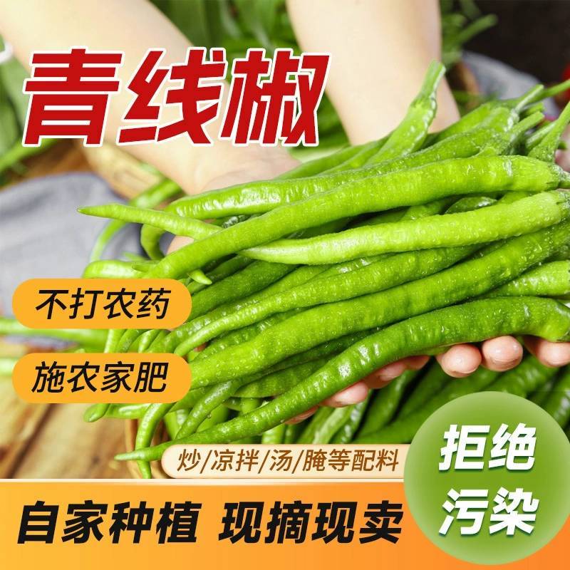 新鲜青辣椒青线椒薄皮辣椒尖椒二荆条辣椒5斤现摘蔬菜辣椒长