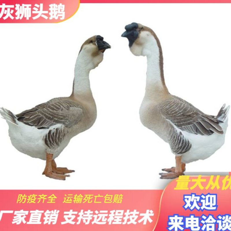 【正宗汕头灰狮头鹅苗】厂家直销包运费，包预防，包存活率