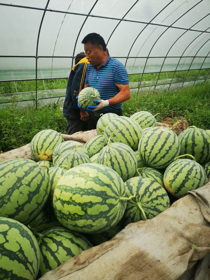 湖北美都西瓜大量上市长期供应！直到7月底一直有货