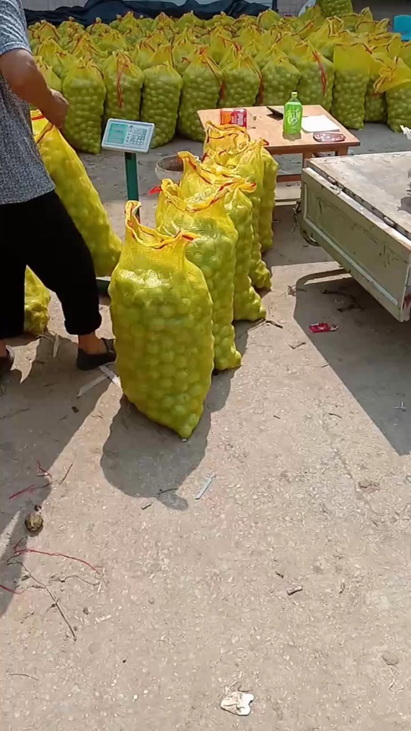 河北省石家庄市赞皇县阳泽镇严华寺村青皮核桃以大量上市。
