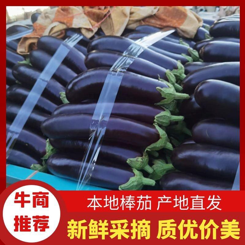 【实力】河南中牟精品棒茄大量上市货源稳定欢迎联系