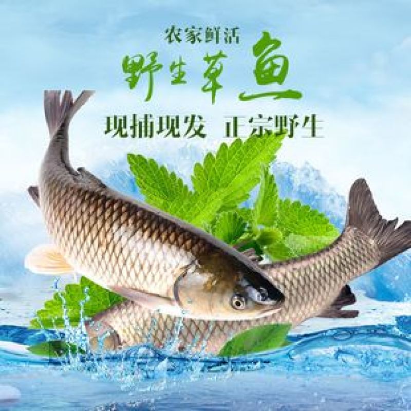 黄桑鱼，花鲢，白鲢，草鱼，鲫鱼