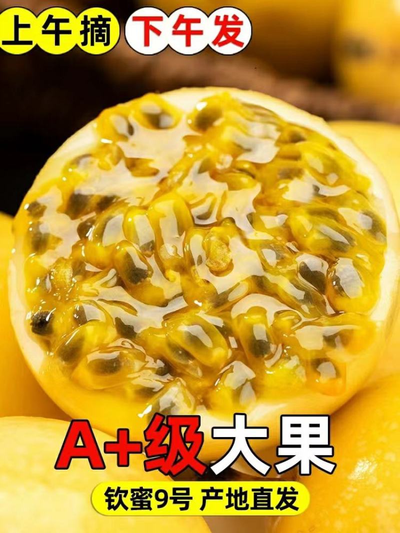 海南钦蜜9号黄金百香果基地对接主播团购招代理